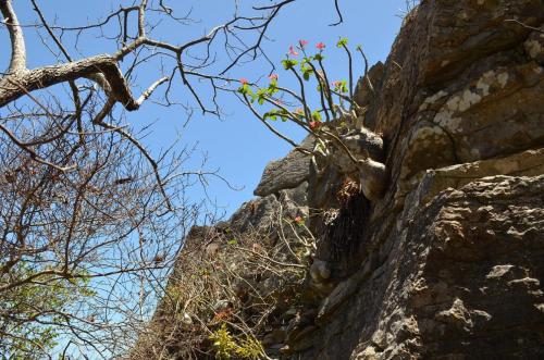 Pachypodium-windsori-Windsor-Castle-Diego-Suarez-Mad-2015 0298