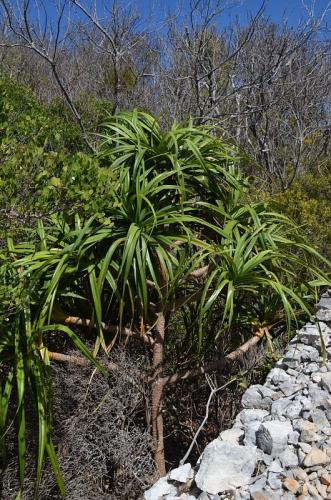 Pandanus-Mt-des-Francais-Diego-Suarez-Mad-2015 0476