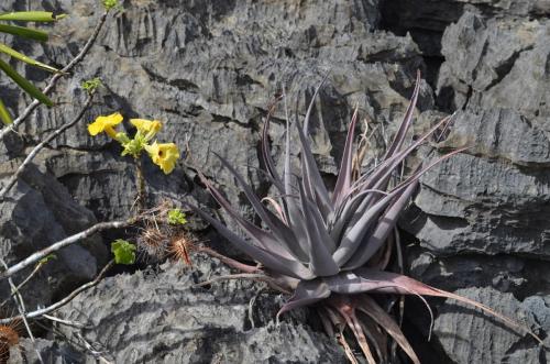 Uncarina-PV2820-Aloe-roeoesliae-Ankarana-Lodge-Ambilobe-Mad-2015 0680