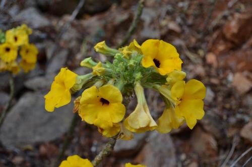 Uncarina-peltata-Mt-des-Francais-Diego-Suarez-Mad-2015 0449