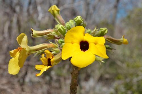 Uncarina-peltata-Windsor-Castle-Diego-Suarez-Mad-2015 0291