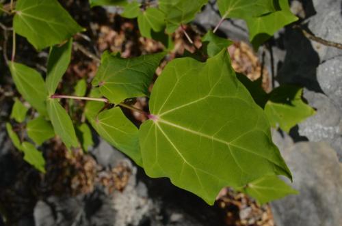 Uncarina-sakalava-Tsingy-de-Namoroka-GPS249-Mad-2015 1296