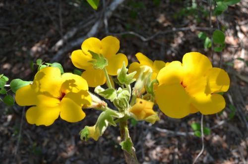 Uncarina-sp-Baly-Bay-Mad-2015 1566