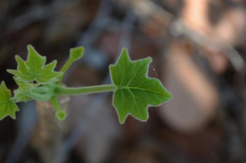 Uncarina-sp-Baly-Bay-Mad-2015 1575