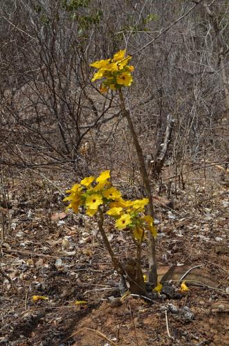 Uncarina-sp-nova-Maromokotra-GPS238-Mad-2015 0533