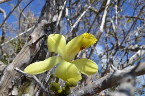 Vanilla-perrieri-Mt-des-Francais-Diego-Suarez-Mad-2015 0481